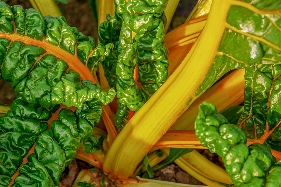 Acelga amarilla Orgánicos Nutriandina