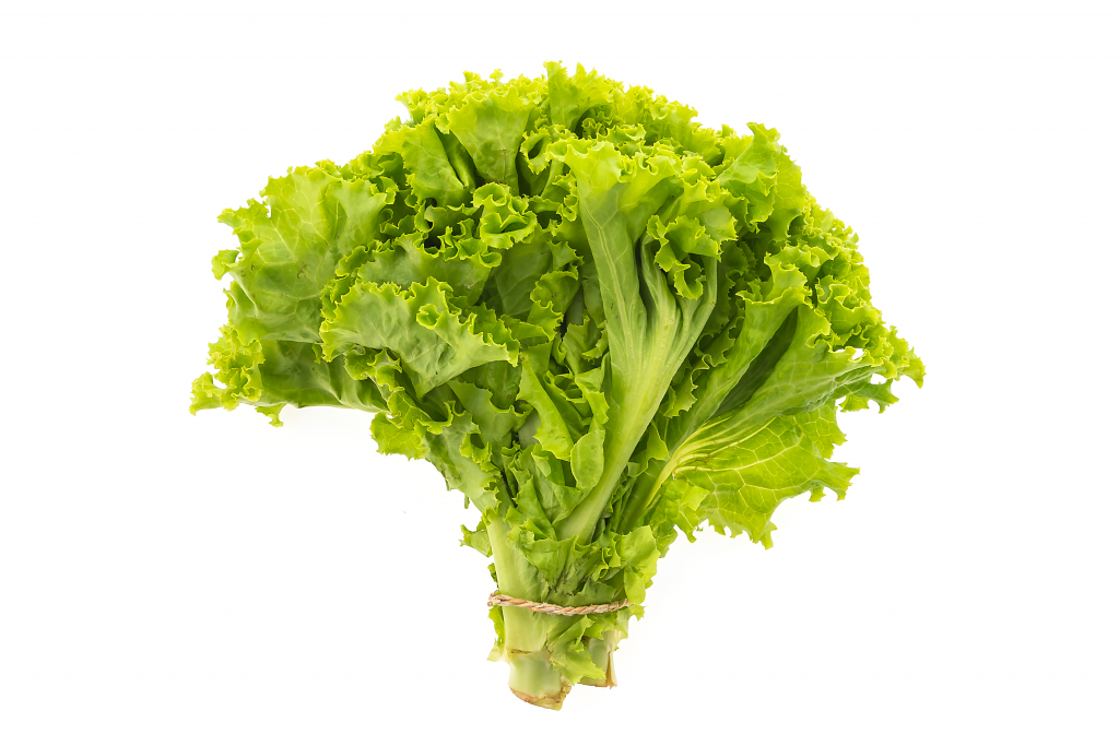 Lechuga crespa Orgánicos Nutriandina